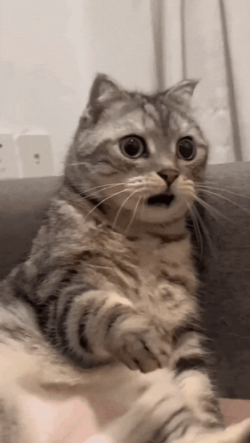 Gatto scioccato