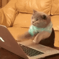 Gatto hacker